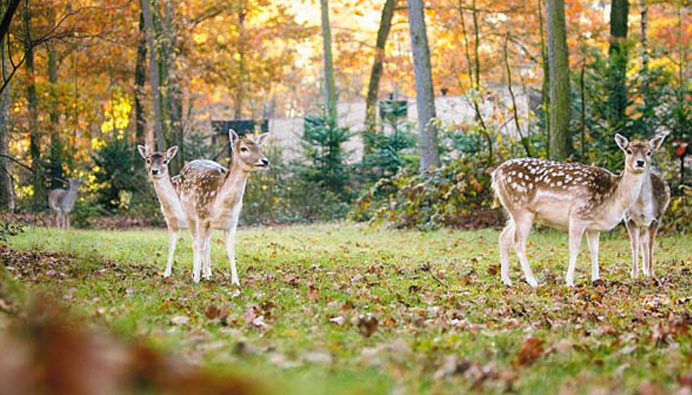 center parcs herfstvakantie